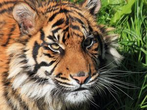Preview wallpaper tiger, face, big cat, tabby, predator