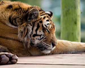Preview wallpaper tiger, face, big cat, predator