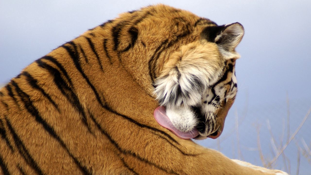 Wallpaper tiger, face, big cat, predator