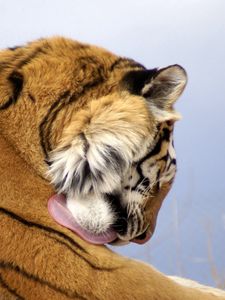 Preview wallpaper tiger, face, big cat, predator
