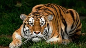 Preview wallpaper tiger, face, big cat, carnivore, walk