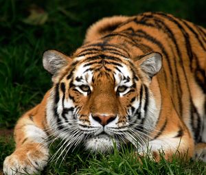 Preview wallpaper tiger, face, big cat, carnivore, walk