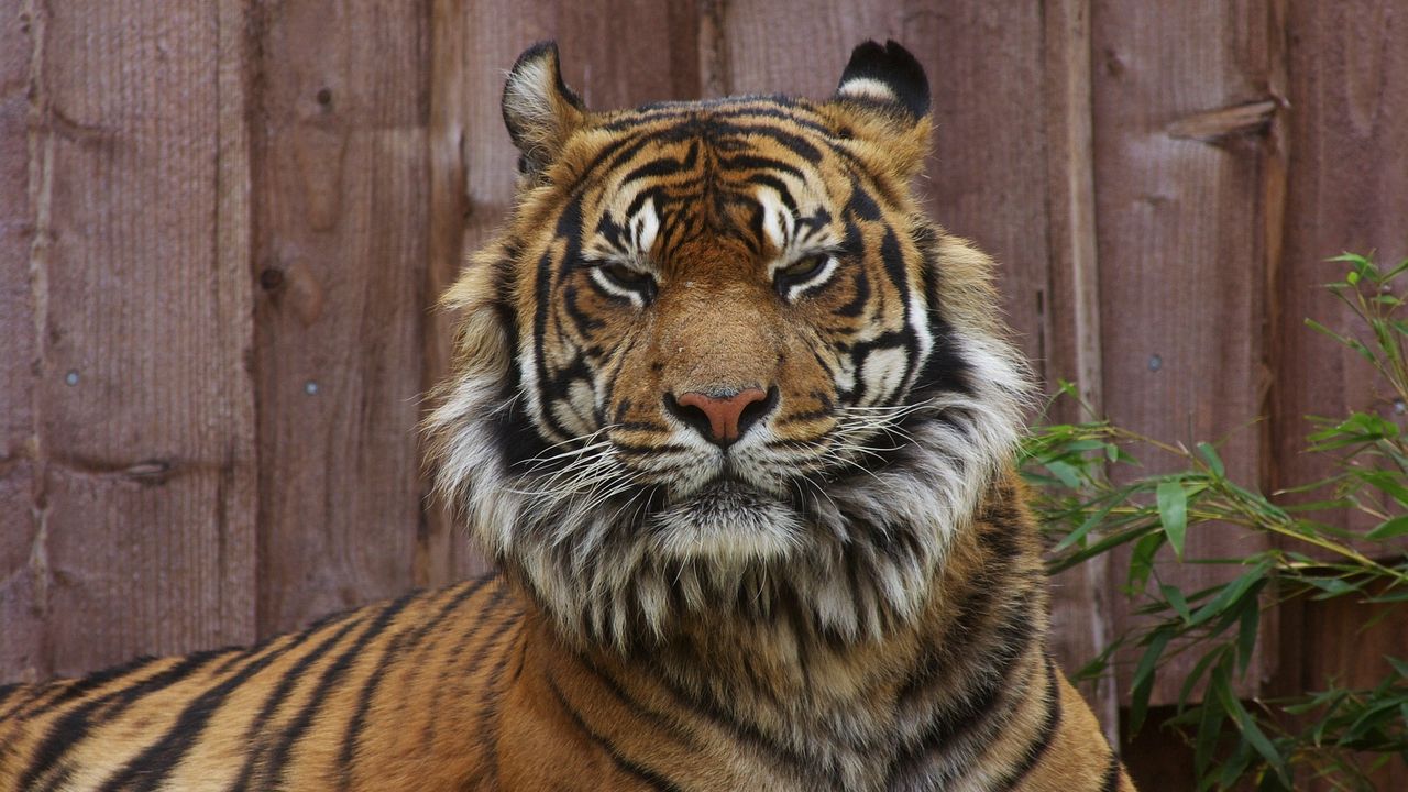 Wallpaper tiger, face, big cat, anger