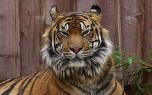 Preview wallpaper tiger, face, big cat, anger