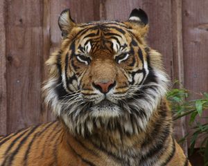 Preview wallpaper tiger, face, big cat, anger