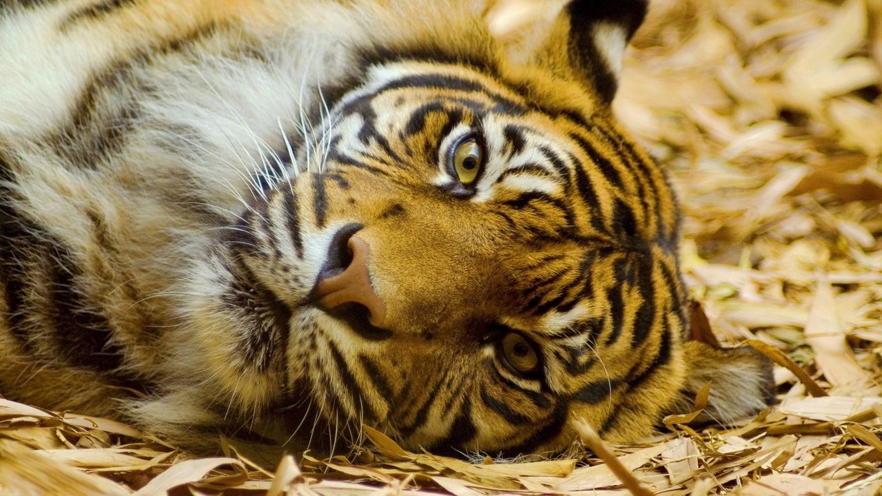 Wallpaper tiger, face, big cat, view, lies