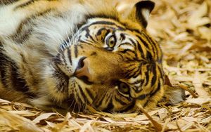 Preview wallpaper tiger, face, big cat, view, lies