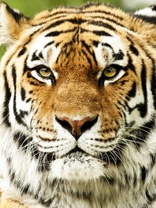 Preview wallpaper tiger, face, color, striped, predator