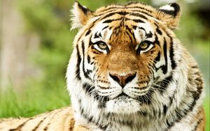 Preview wallpaper tiger, face, color, striped, predator
