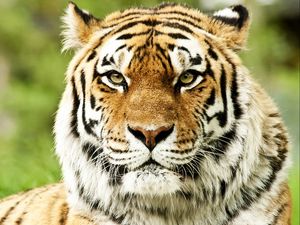 Preview wallpaper tiger, face, color, striped, predator