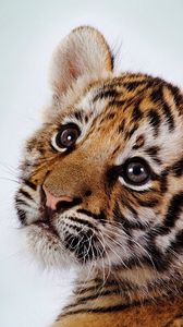 Preview wallpaper tiger, face, cub, baby, striped