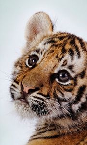 Preview wallpaper tiger, face, cub, baby, striped