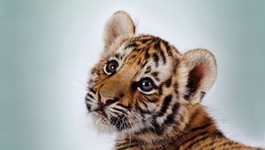 Preview wallpaper tiger, face, cub, baby, striped