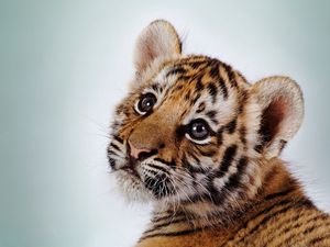 Preview wallpaper tiger, face, cub, baby, striped