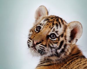 Preview wallpaper tiger, face, cub, baby, striped