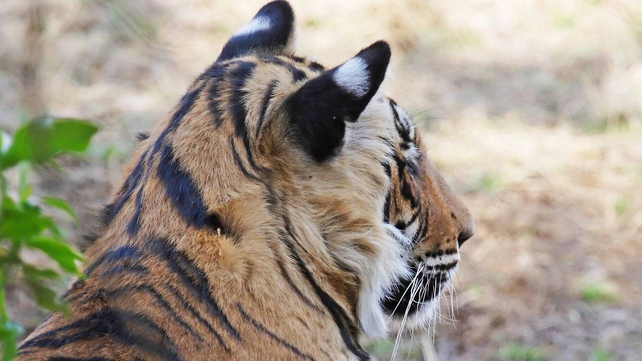 Wallpaper tiger, face, ears, striped