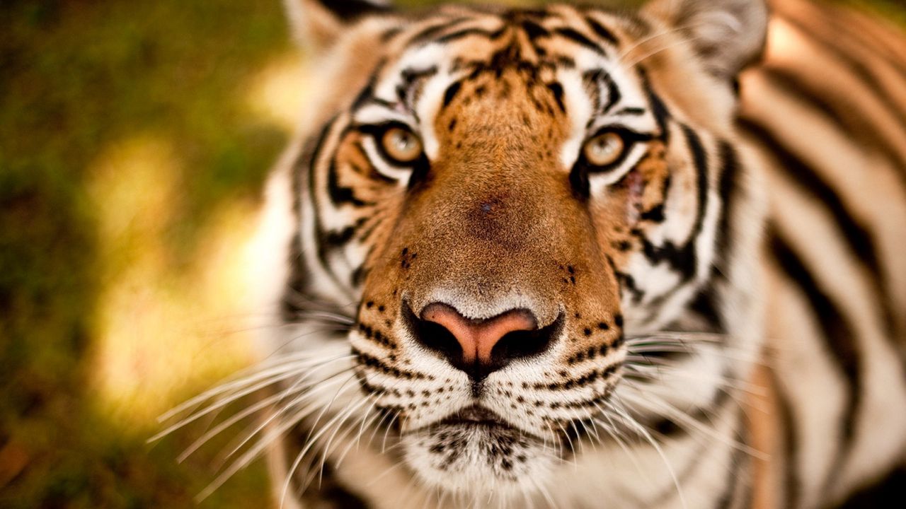 Wallpaper tiger, face, eye, predator