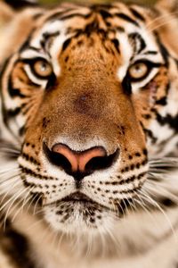 Preview wallpaper tiger, face, eye, predator