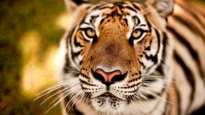 Preview wallpaper tiger, face, eye, predator