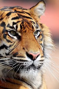 Preview wallpaper tiger, face, eyes, big cat