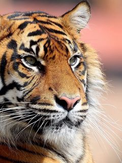 1600+ Tiger HD Wallpapers and Backgrounds