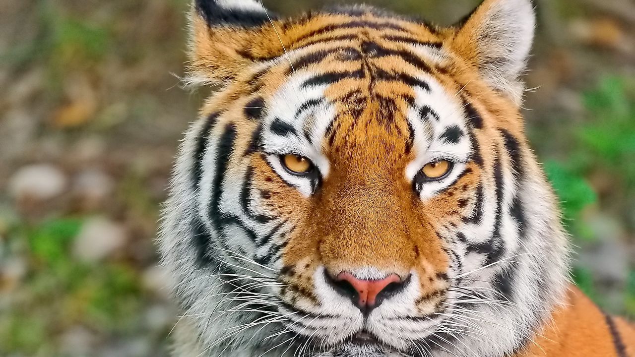 Wallpaper tiger, face, eyes, aggression, predator