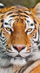 Preview wallpaper tiger, face, eyes, aggression, predator