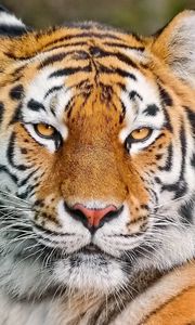 Preview wallpaper tiger, face, eyes, aggression, predator