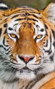 Preview wallpaper tiger, face, eyes, aggression, predator