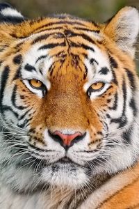 Preview wallpaper tiger, face, eyes, aggression, predator