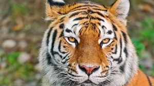 Preview wallpaper tiger, face, eyes, aggression, predator