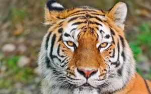 Preview wallpaper tiger, face, eyes, aggression, predator