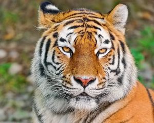 Preview wallpaper tiger, face, eyes, aggression, predator