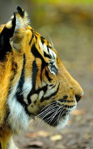 Preview wallpaper tiger, face, eyes, profile, predator