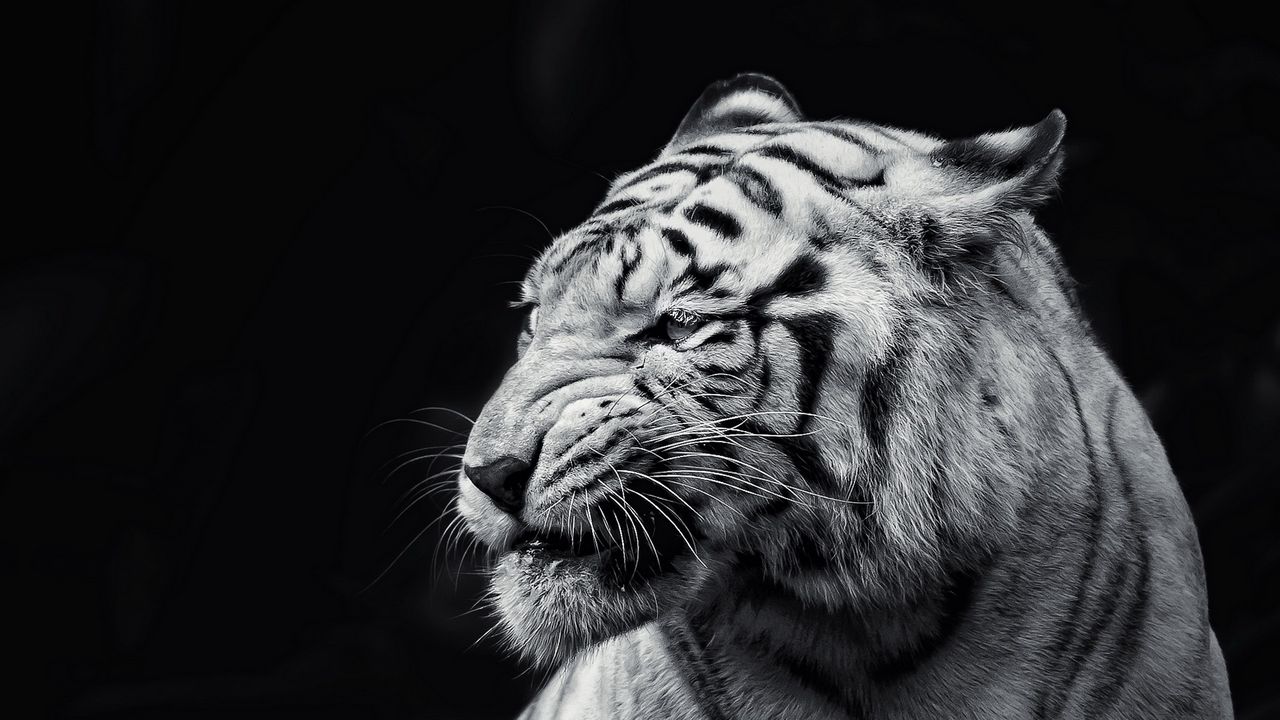Wallpaper tiger, face, eyes, black and white