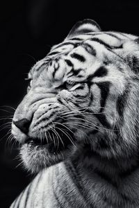 Preview wallpaper tiger, face, eyes, black and white