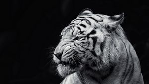 Preview wallpaper tiger, face, eyes, black and white