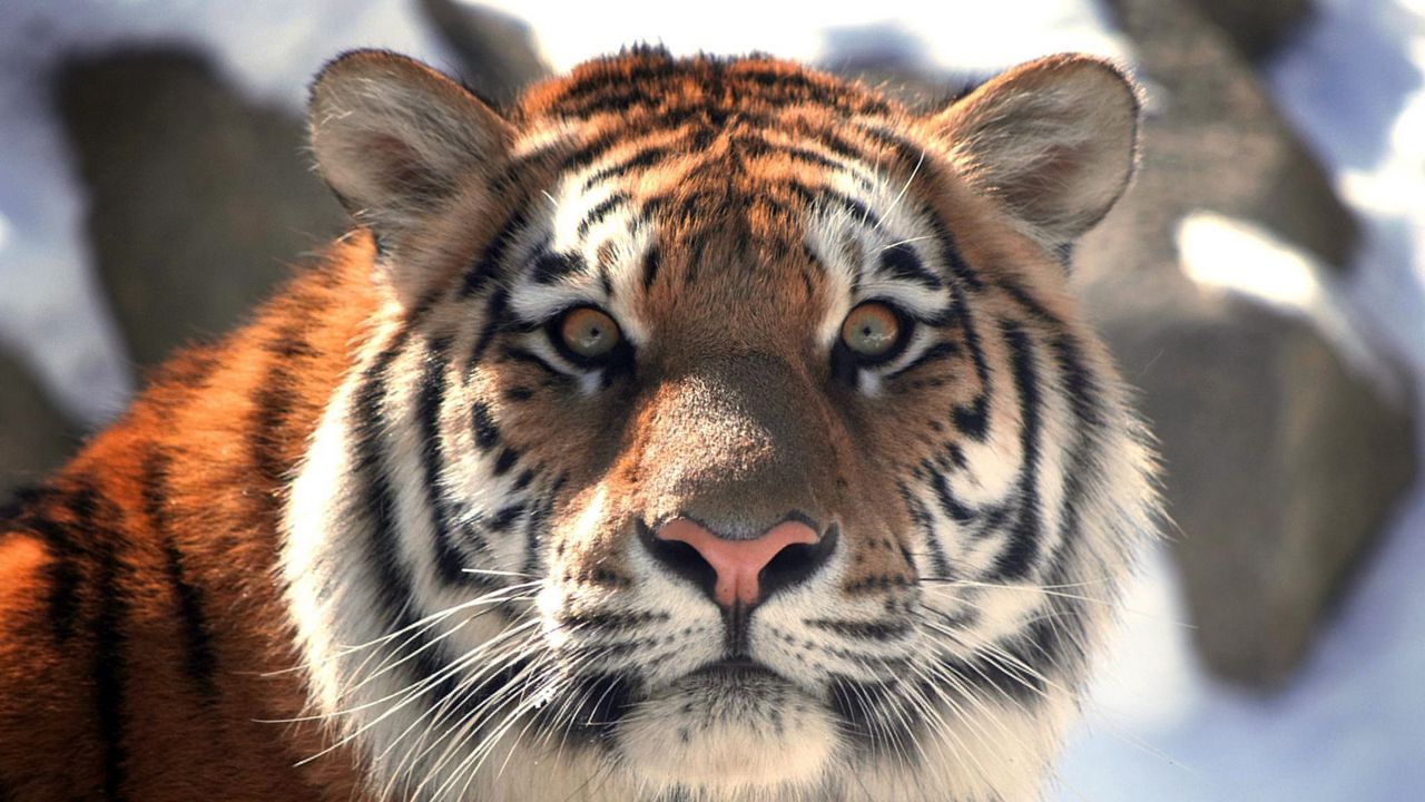 Wallpaper tiger, face, eyes, mustache