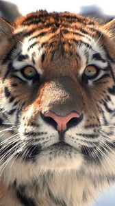 Preview wallpaper tiger, face, eyes, mustache