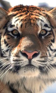 Preview wallpaper tiger, face, eyes, mustache