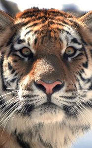 Preview wallpaper tiger, face, eyes, mustache