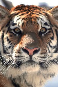 Preview wallpaper tiger, face, eyes, mustache