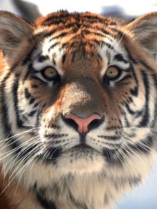 Preview wallpaper tiger, face, eyes, mustache