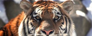 Preview wallpaper tiger, face, eyes, mustache