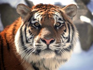 Preview wallpaper tiger, face, eyes, mustache