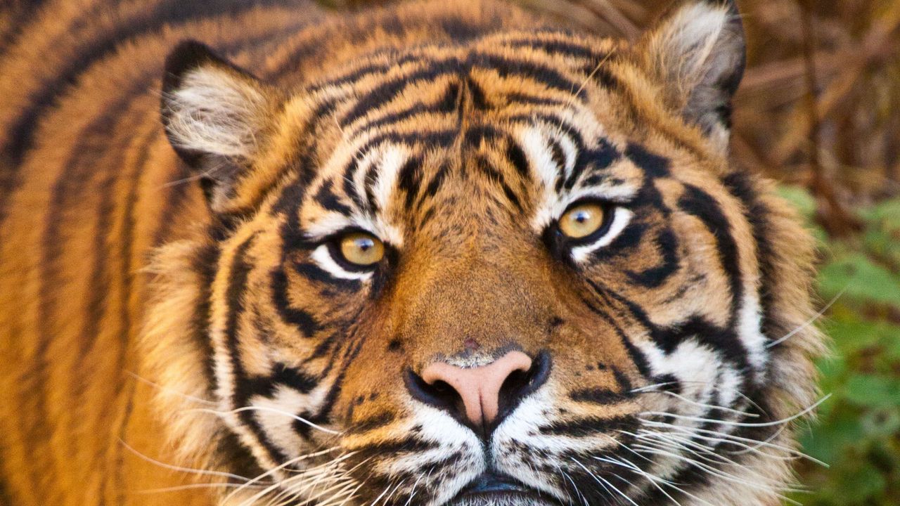 Wallpaper tiger, face, eyes, predator