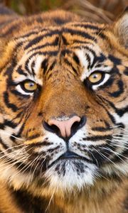 Preview wallpaper tiger, face, eyes, predator