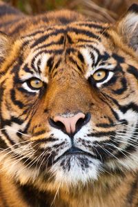 Preview wallpaper tiger, face, eyes, predator