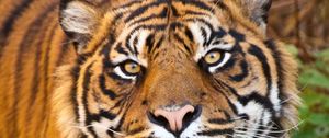 Preview wallpaper tiger, face, eyes, predator