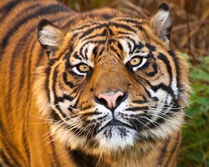 Preview wallpaper tiger, face, eyes, predator